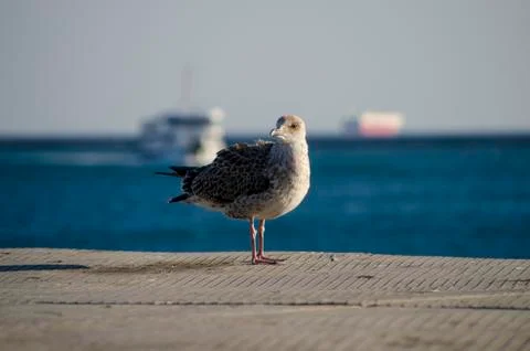 Seagull Standing in the Sunlight Stock Photos