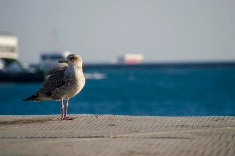 Seagull Standing in the Sunlight Stockfoto's