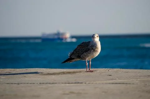 Seagull Standing in the Sunlight Stock Photos