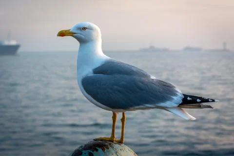Seagull standing in sunset Foto stock