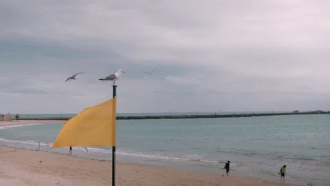Seagull standing on top of a pole with flag at the beach Video stock 131251015