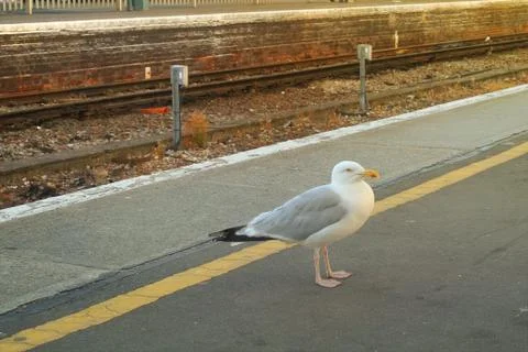 A seagull standing at the train station platform near mind the gap yellow lin Stock Photos