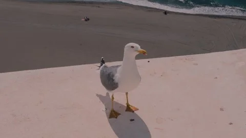 Seagull Standing Up on Wall Overlooking Beach in Spain Stock Footage 346022402