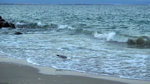 A seagull is standing in a wave on the sandy beach. Stock Footage 92370640