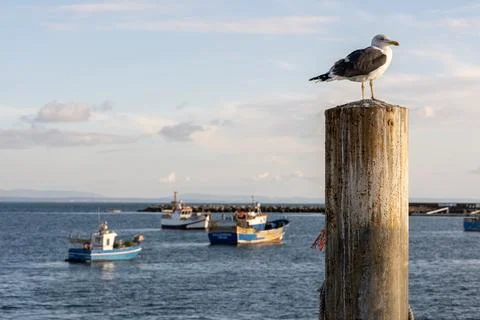 Seagull standing on weathered harbor post with fishing boats Stock Photos