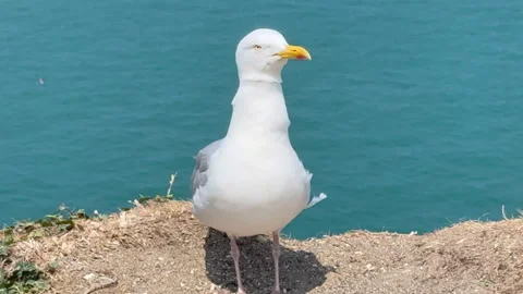 Seagull Standing on White Cliff Edge Overlooking Ocean, Etretat France Steady Stockbeeldmateriaal 345119000