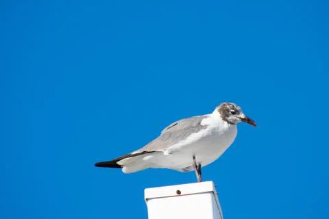 A Seagull Standing on a White Post With a Solid Blue Background Stock Photos