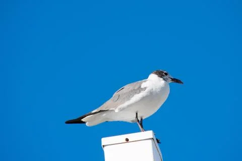 A Seagull Standing on a White Post With a Solid Blue Background Stock Photos