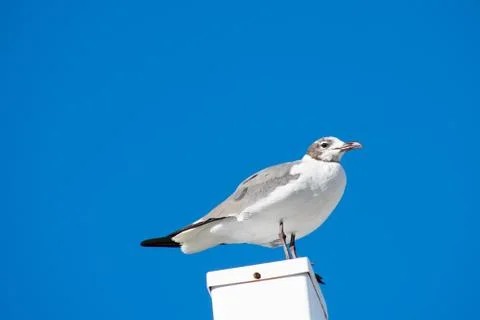 A Seagull Standing on a White Post With a Solid Blue Background Stock Photos