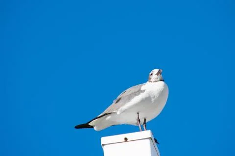 A Seagull Standing on a White Post With a Solid Blue Background Stock Photos