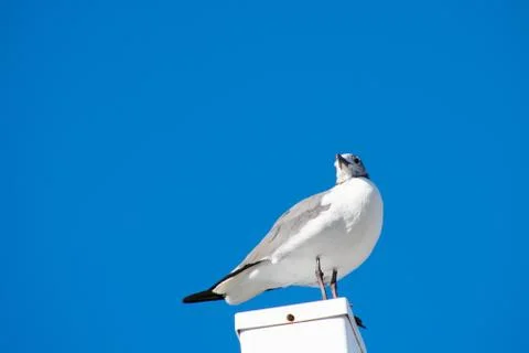 A Seagull Standing on a White Post With a Solid Blue Background Stock Photos