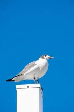 A Seagull Standing on a White Post With a Solid Blue Background Stock Photos