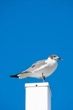 A Seagull Standing on a White Post With a Solid Blue Background Stock Photos