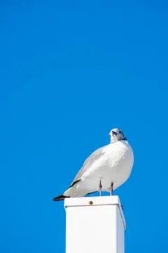 A Seagull Standing on a White Post With a Solid Blue Background Stock Photos