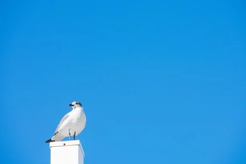 A Seagull Standing on a White Post With a Solid Blue Background Stock Photos