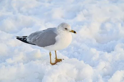 Seagull standiung in the snow on an empty beach Stock Photos