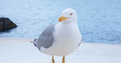 A seagull stands on a beach canopy from the sun Stock Footage 207021373