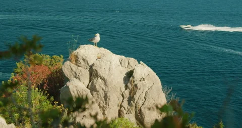 Seagull stands on a cliff rock above the blue summer sea and passing tourist Stock Footage 341365620