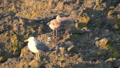 Seagull stands on a dry rocky surface, showing white plumage, gray wings Stock Footage 339411411