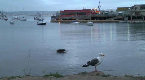 A Seagull Stands in front of Wharf Stock Footage 50072466