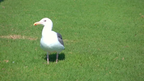 Seagull stands on the grass in slow motion 120fps Stock Footage 166342220
