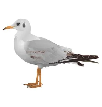 Seagull stands isolated on white Illustrazione stock