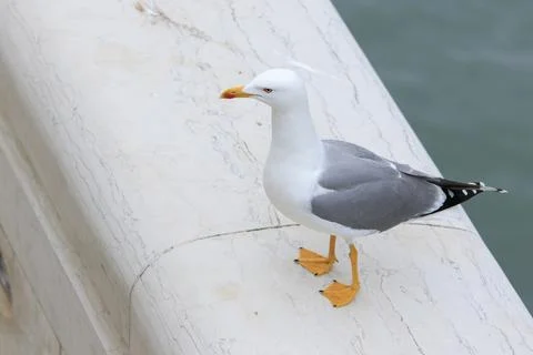 Seagull Stands on a Marble Foto stock