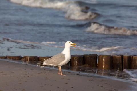 Seagull stands at the ocean Stock Photos