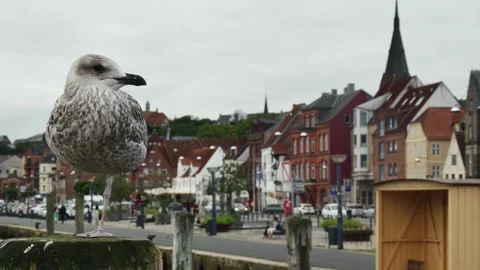 A seagull stands on one leg on a pole against the backdrop of a city street Vídeos de archivo 253146981