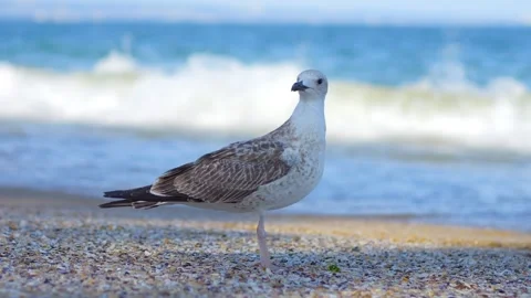 A seagull stands on a pebble beach with waves in the background in 4k slow .. Stockbeeldmateriaal 267682739