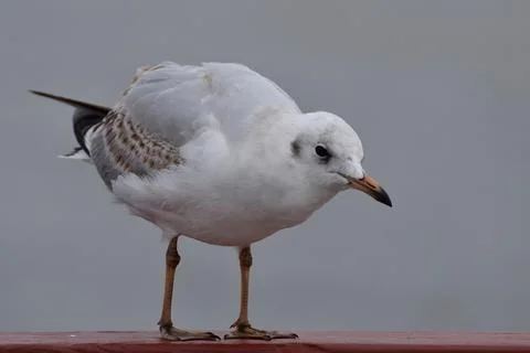 The seagull stands on the railing. Stock Photos