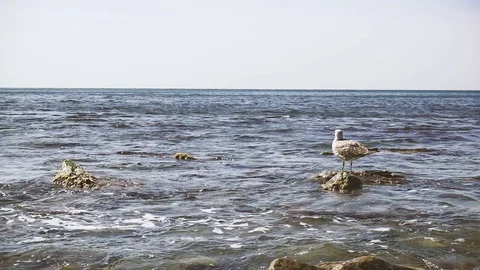 The seagull stands on a rock in the waves of water slow mo Stock Footage
