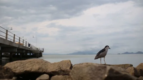 A seagull stands by rocks and fly when scared Stock Footage 89560158