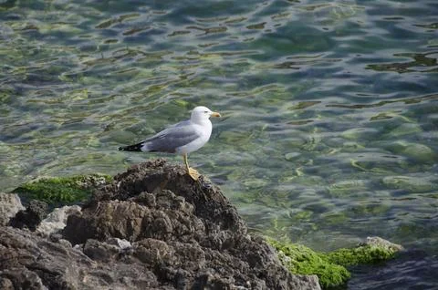 Seagull stands on the rocks  by the river side Stock Photos