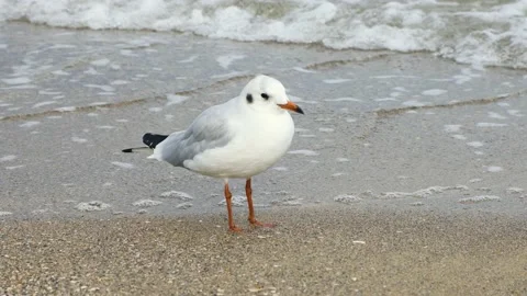 Seagull stands on the shore Stock Footage 168497979