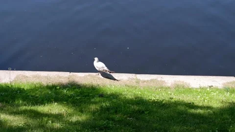 A seagull stands on the shore of the pond. Stock Footage 155331864