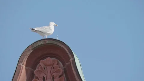 Seagull Stands on top of High Building as the Wind is Blowing. Slow Motion. Stock Footage 83240034