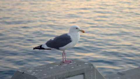 Seagull stands on the wall in slow motion 250fps Stock Footage 166342185