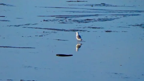 A Seagull stands in the water Stock Footage 100230998
