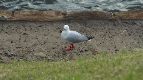 Seagull stands by the waters edge Video stock 136824757