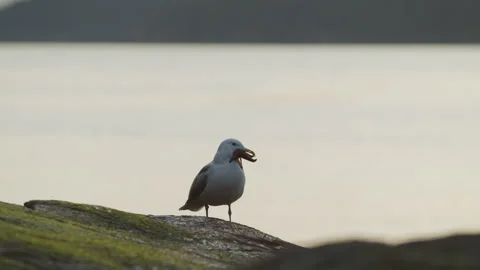 Seagull with starfish in its mouth Stock Footage 297921689