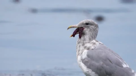 Seagull With Starfish in Mouth Stock Footage 344065202