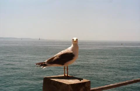 Seagull staring at camera. Stock Photos