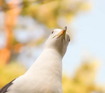 Seagull staring Stock Photos