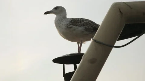 Seagull starts to a flight Vídeos de archivo 61809245