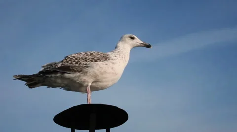 Seagull starts to a flight Vídeos de archivo 61809621