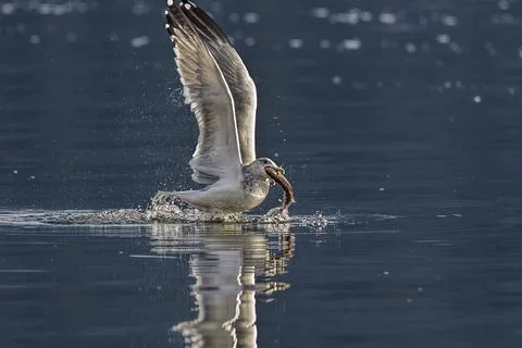 Seagull starts to fly off with fish. Stock Photos