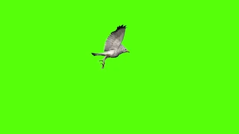 Seagull Static Flight Green Screen Animation 4k Rendering Stock Footage 296203789