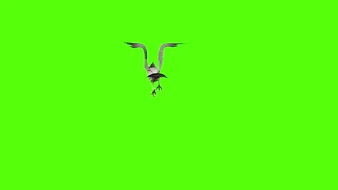 Seagull Static Flight Green Screen Animation 4k Rendering Video stock 296203790