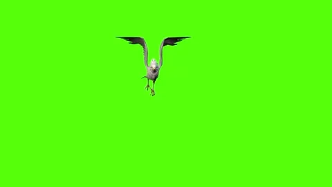 Seagull Static Flight Green Screen Animation 4k Rendering Video stock 296203792